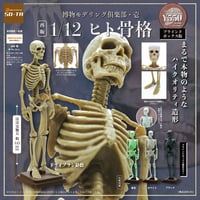 【予約受付終了】【4個入りパック】【再販】博物モデリング俱楽部・壱 1/12ヒト骨格《予約：2023年1月下旬発売予定》